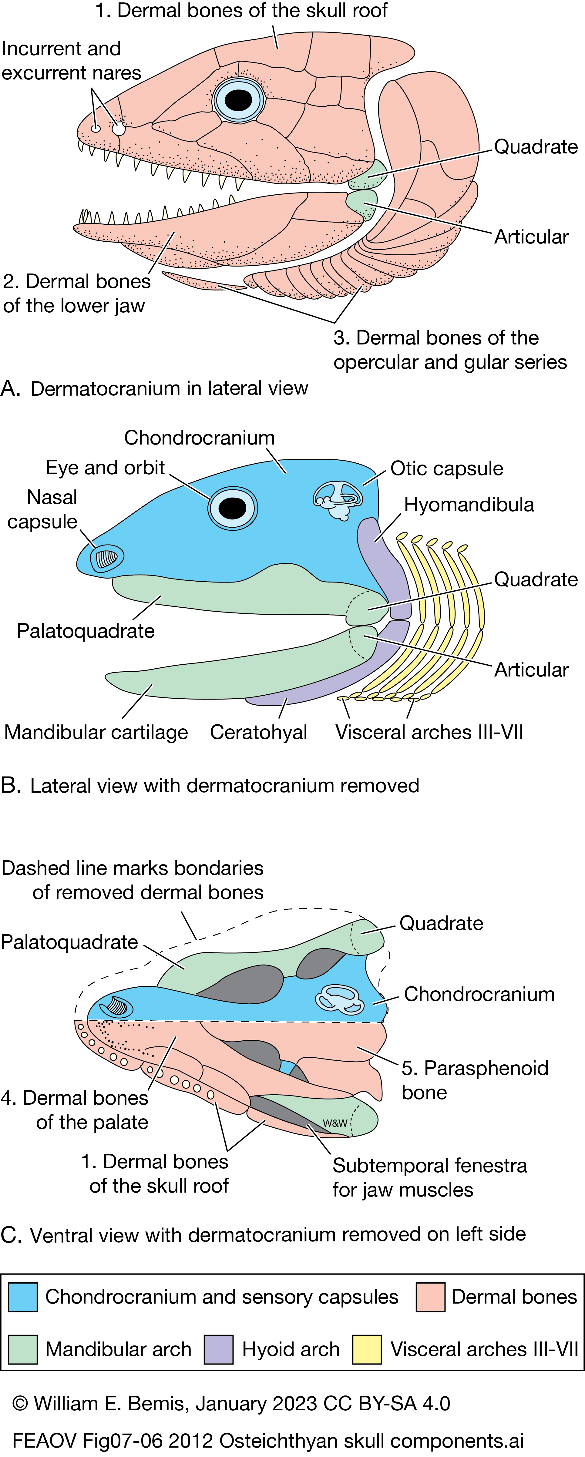 Vertebrate Life Vertebrate Zoology, Vertebrate Paleontology